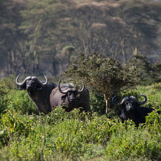 Naivasha - Crater Lake - Buffalos